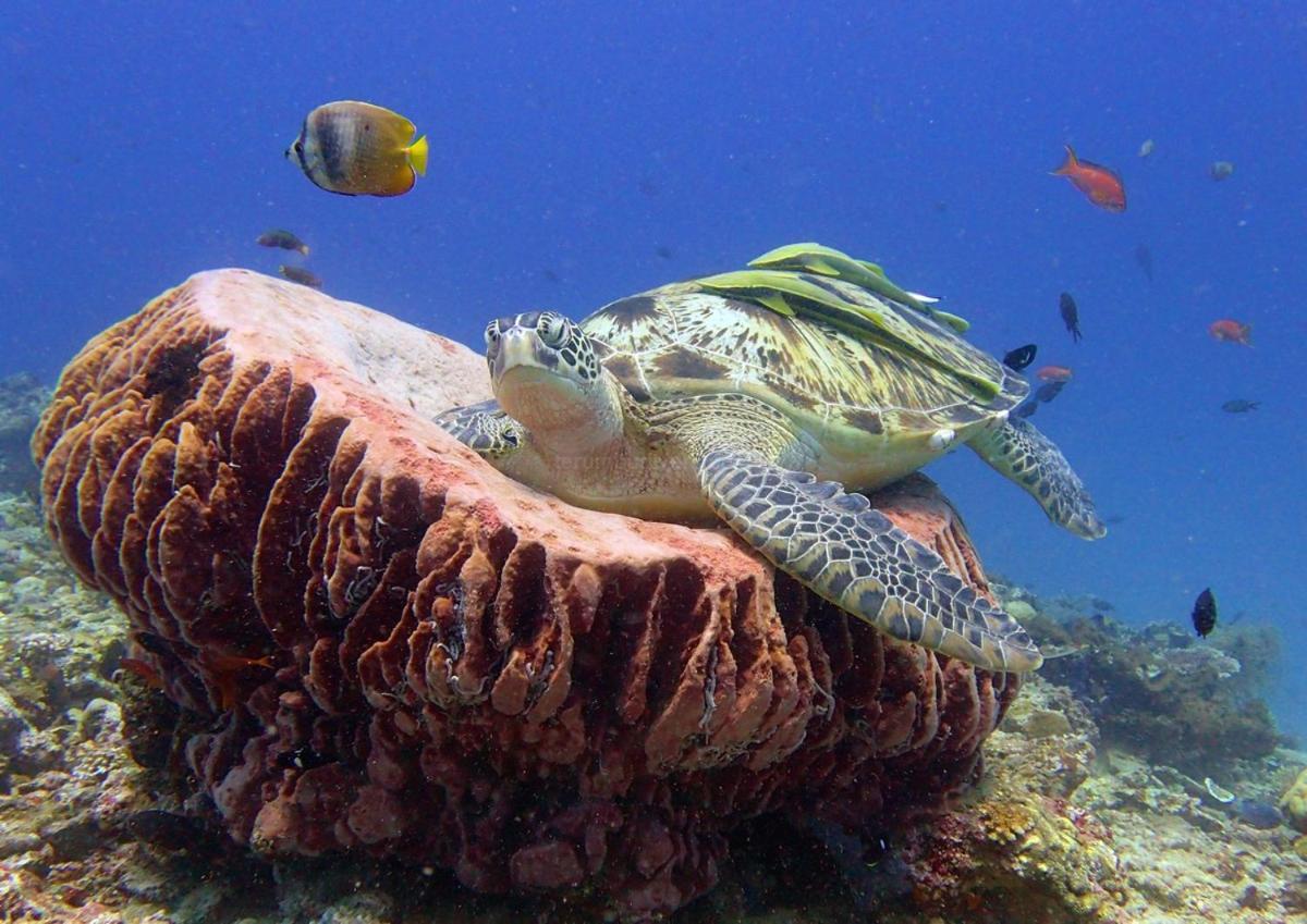 Anema Wellness & Resort Gili Lombok - Diving Center Padi Tanjung  Zewnętrze zdjęcie