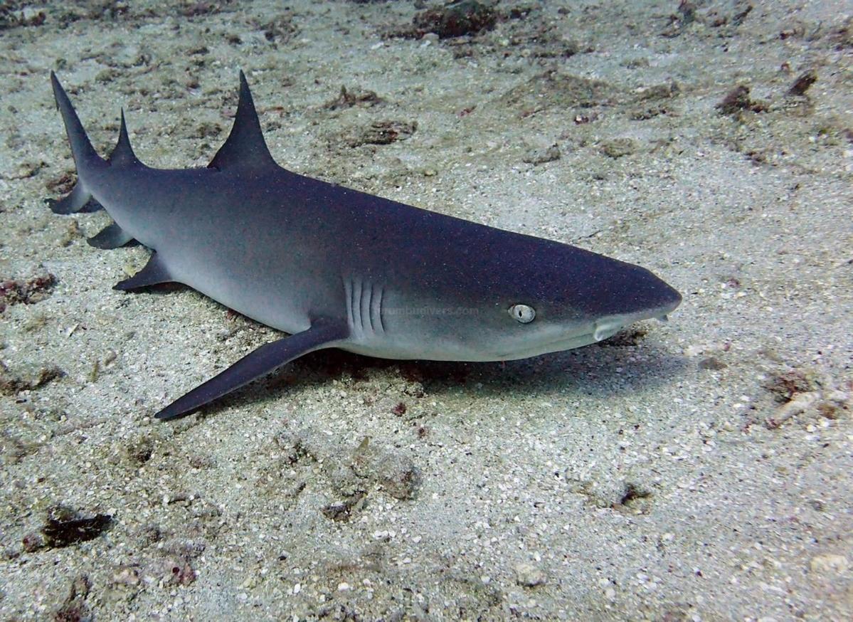 Anema Wellness & Resort Gili Lombok - Diving Center Padi Tanjung  Zewnętrze zdjęcie